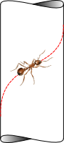 Helix Ant